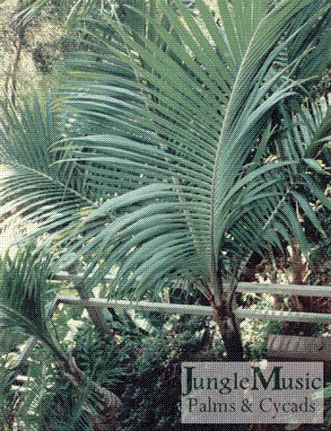 Rhopalostylis cheesemanii San Diego